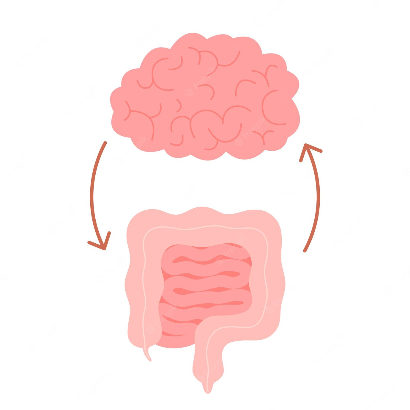 Gut Brain Connection