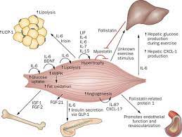 Skeletal Muscle latest member to join the Endocrine Club